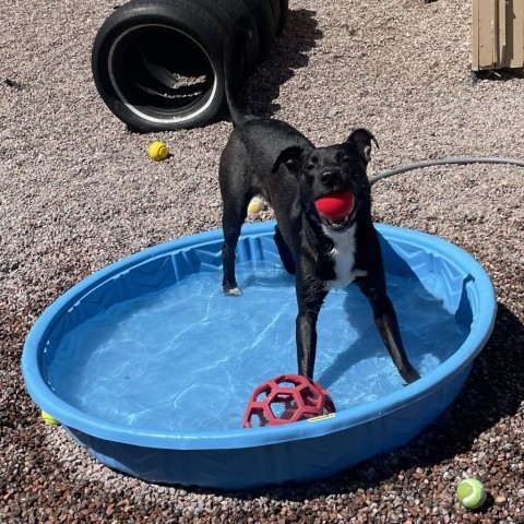 L-12-24 Shadow, an adoptable Black Labrador Retriever in Watertown, NY, 13601 | Photo Image 3