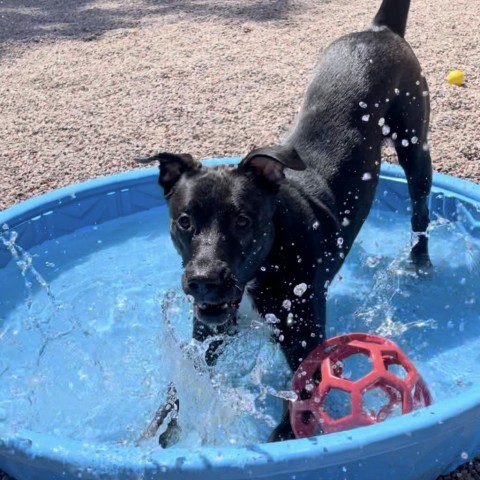 L-12-24 Shadow, an adoptable Black Labrador Retriever in Watertown, NY, 13601 | Photo Image 6