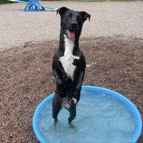 L-12-24 Shadow, an adoptable Black Labrador Retriever in Watertown, NY, 13601 | Photo Image 6