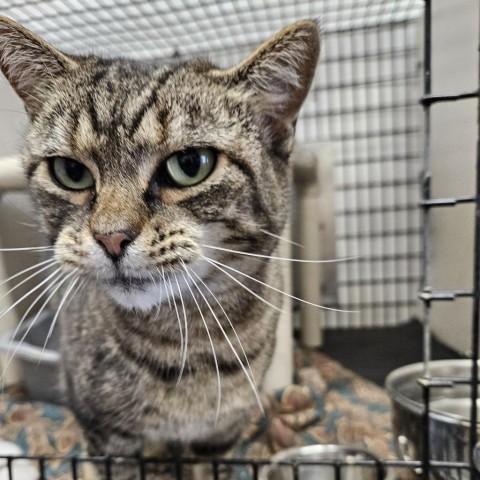 Izzy, an adoptable Domestic Short Hair in Kingman, KS, 67068 | Photo Image 1