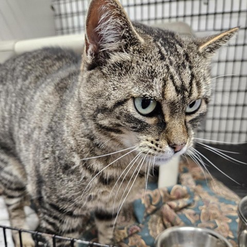 Izzy, an adoptable Domestic Short Hair in Kingman, KS, 67068 | Photo Image 2