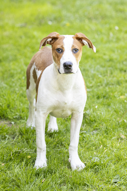 Little Zeus, an adoptable American Bulldog, Parson Russell Terrier in Rhinelander, WI, 54501 | Photo Image 1