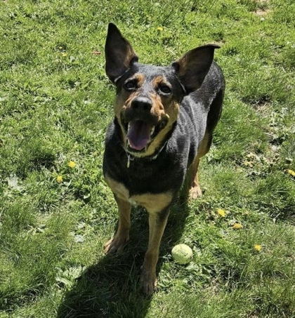Josie, an adoptable Mixed Breed in Rhinelander, WI, 54501 | Photo Image 1