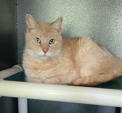 6245 (Max), an adoptable Domestic Short Hair in Lake City, MI, 49651 | Photo Image 1