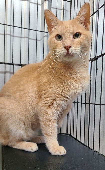 6245 (Max), an adoptable Domestic Short Hair in Lake City, MI, 49651 | Photo Image 1