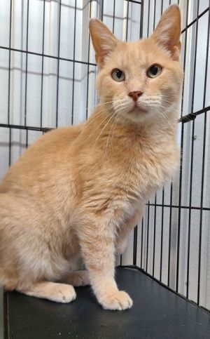 6245 (Max), Adult Male Domestic Short Hair
