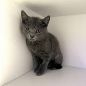 If this animal is located at our Manhattan Adoption Center head in to meet them and see if you are