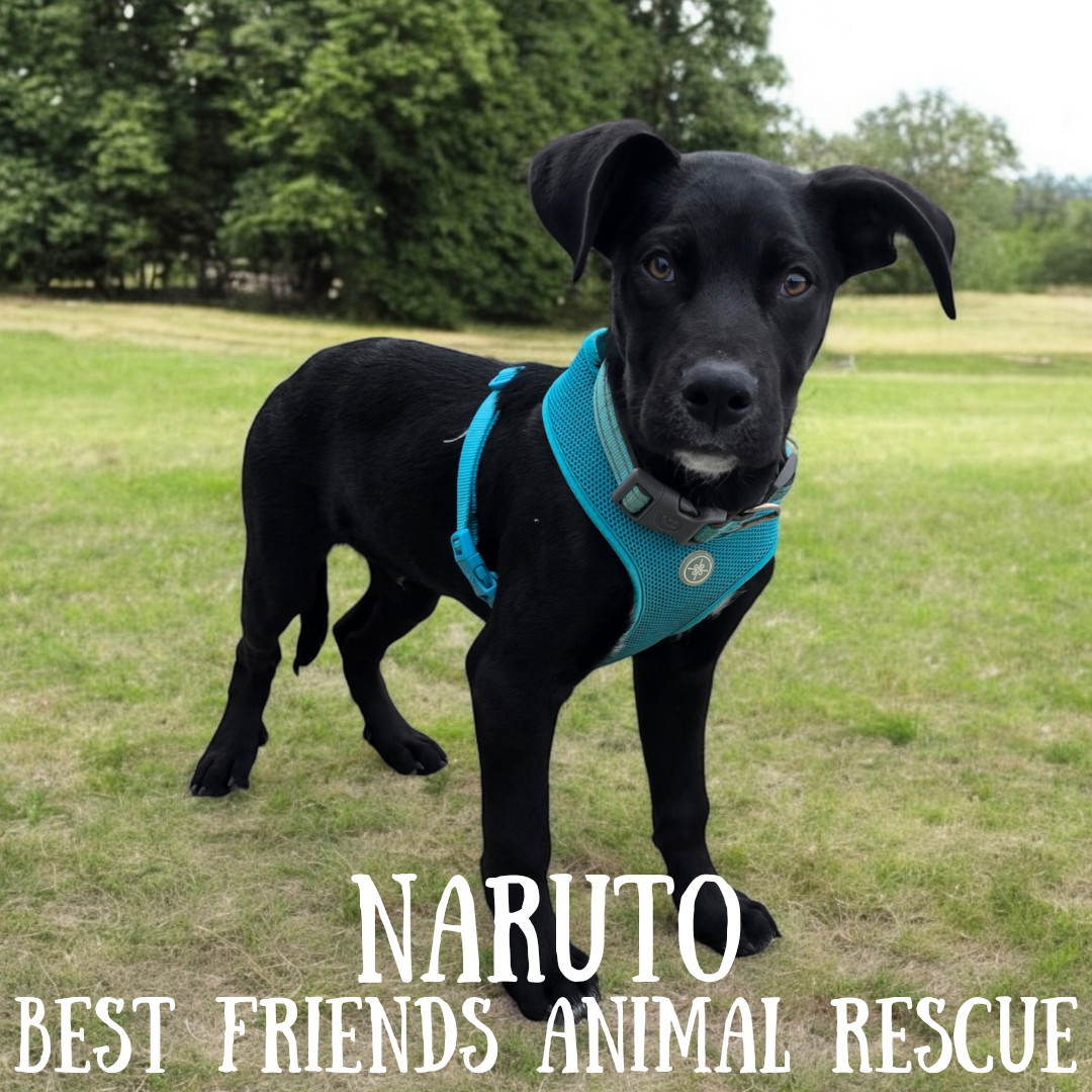 Naruto, an adoptable German Shepherd Dog in Wasilla, AK, 99654 | Photo Image 2