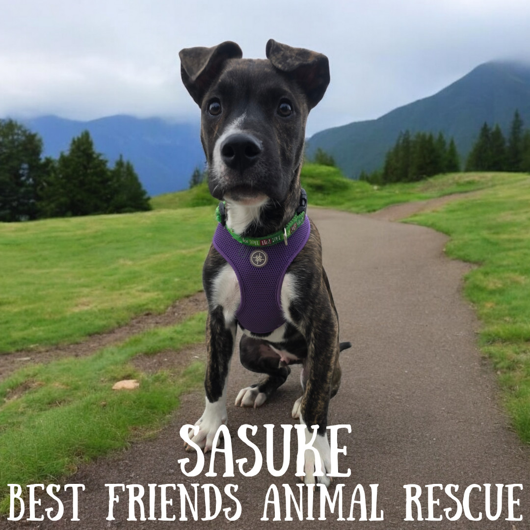 Sasuke, an adoptable German Shepherd Dog in Wasilla, AK, 99654 | Photo Image 2