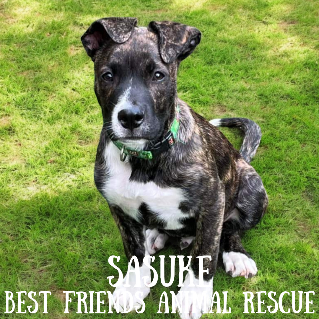 Sasuke, an adoptable German Shepherd Dog in Wasilla, AK, 99654 | Photo Image 4