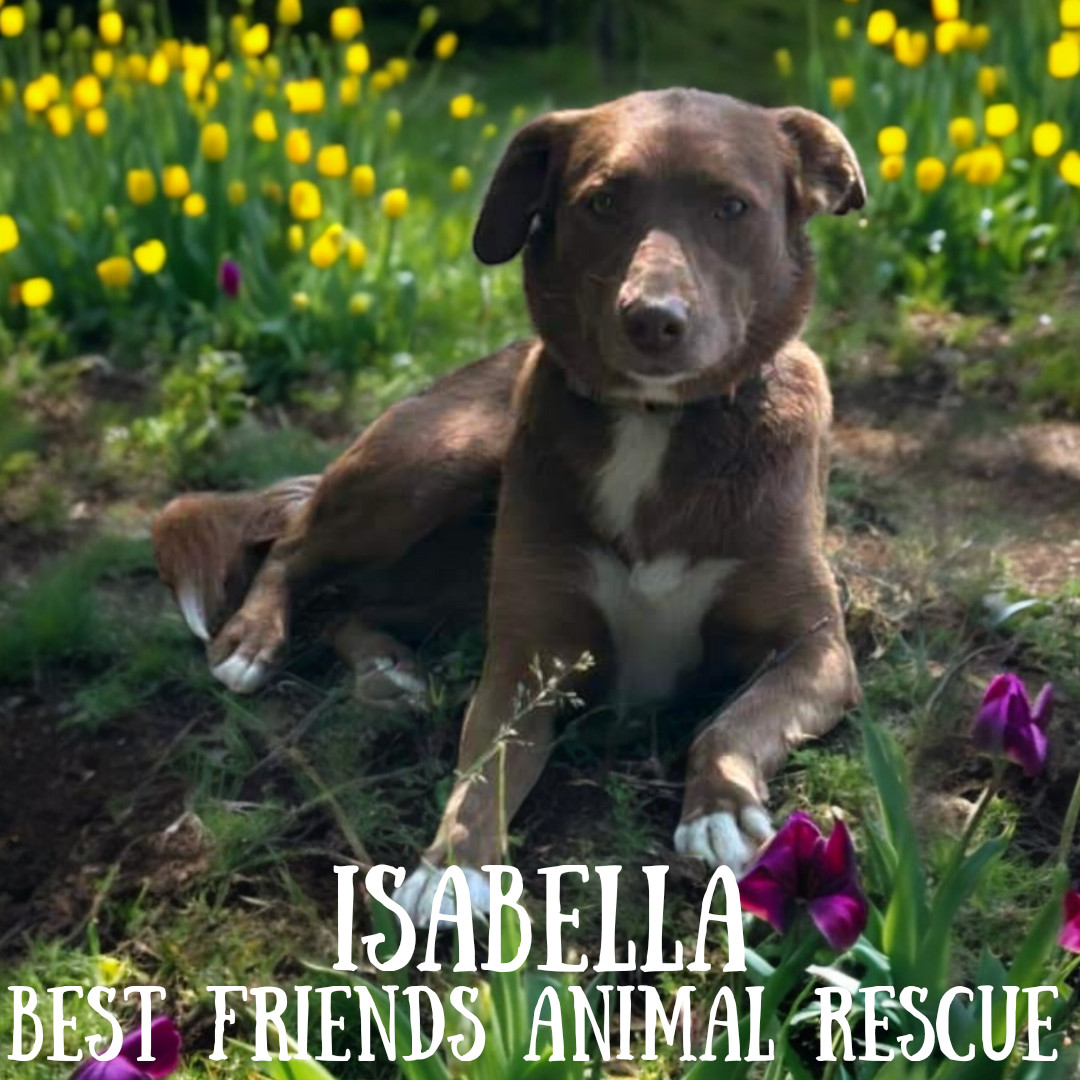 Isabella, an adoptable Labrador Retriever in Wasilla, AK, 99654 | Photo Image 2