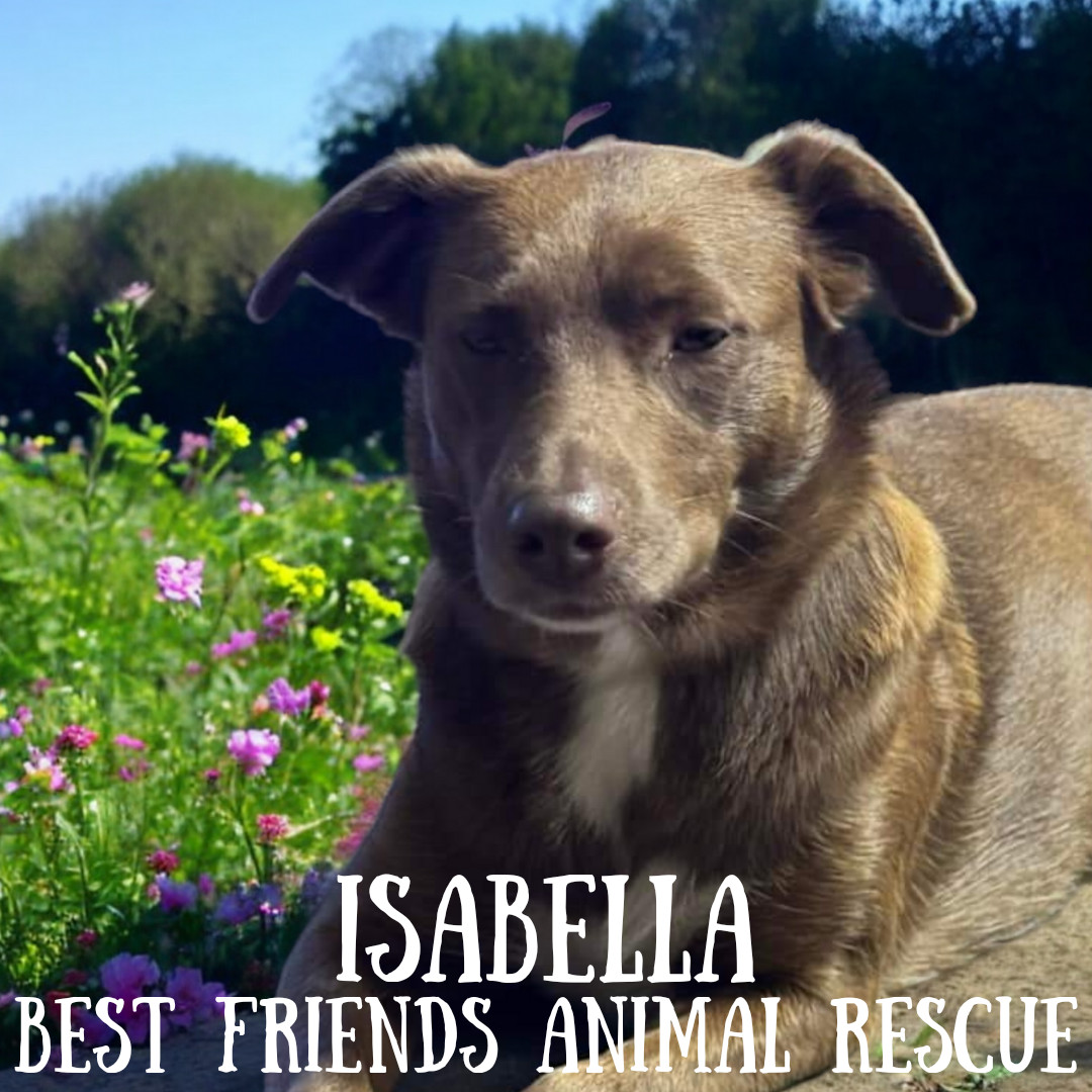 Isabella, an adoptable Labrador Retriever in Wasilla, AK, 99654 | Photo Image 3