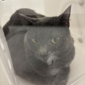 Meet Theon a handsome 2-year-old grey male cat with a calm and affectionate demeanor Theons strik