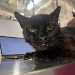 Meet Symphony a sleek and elegant 7-year-old female cat with a striking black coat and a gentle dem