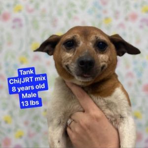 Tank is currently in foster care and available to meet you via virtual meet and greet To begin the 