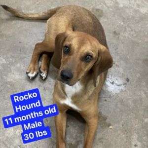 Meet Rocko This sweet boy has a heart of gold and loves nothing more than showering his humans with