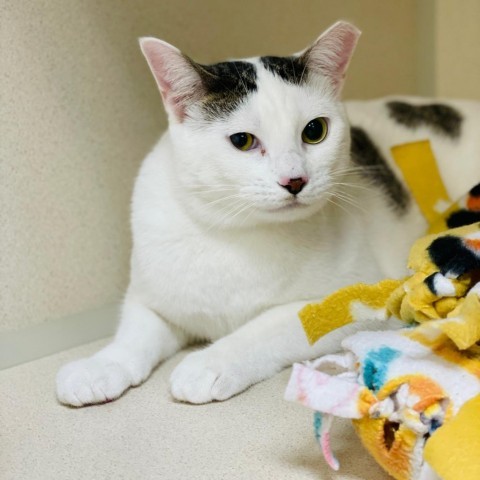 Butterfly, an adoptable Domestic Short Hair in Great Falls, MT, 59404 | Photo Image 1