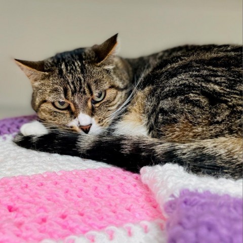 Frida, an adoptable Domestic Short Hair in Great Falls, MT, 59404 | Photo Image 2