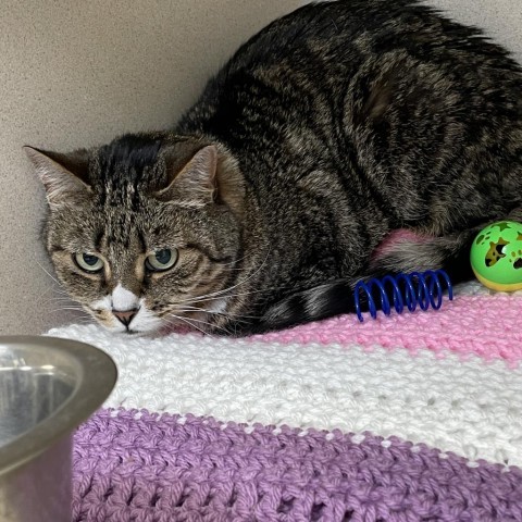 Frida, an adoptable Domestic Short Hair in Great Falls, MT, 59404 | Photo Image 3