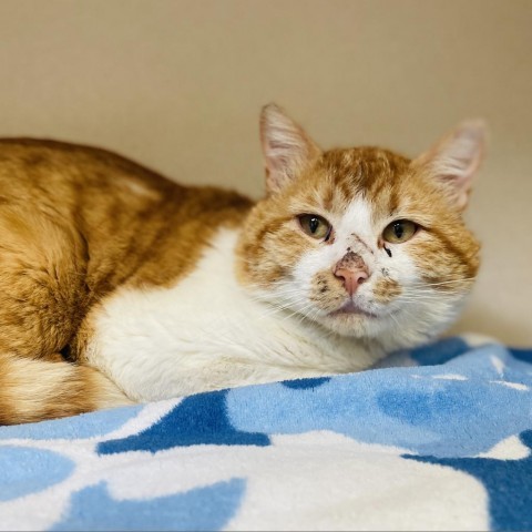 Banksy, an adoptable Domestic Short Hair in Great Falls, MT, 59404 | Photo Image 3