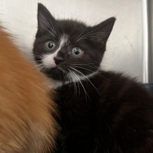 Cora