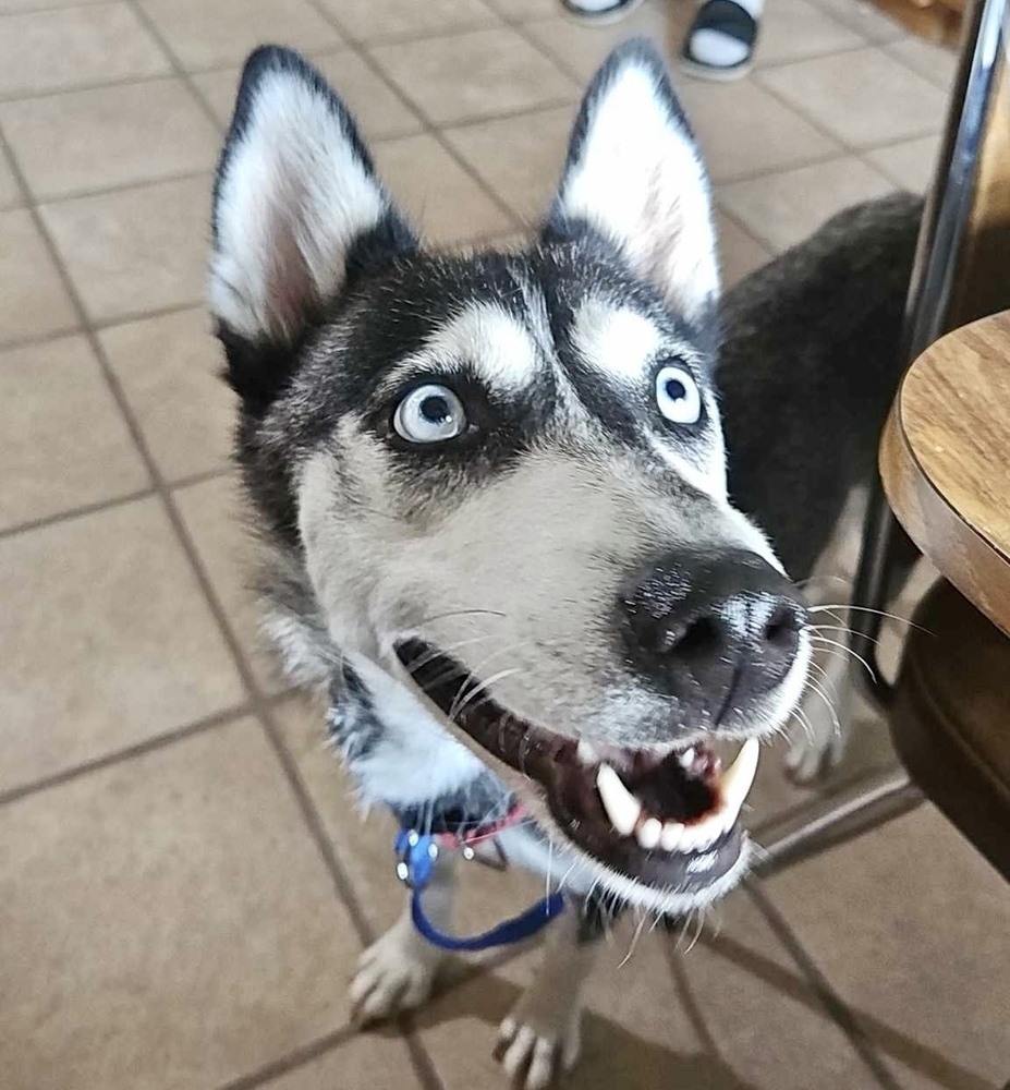 Sky, an adoptable Husky in Rockland, WI, 54653 | Photo Image 1