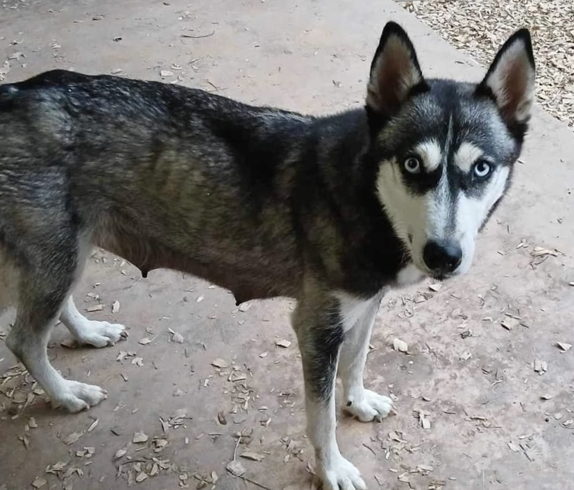 Sky, an adoptable Husky in Rockland, WI, 54653 | Photo Image 2