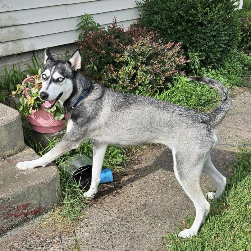 Sky, an adoptable Husky in Rockland, WI, 54653 | Photo Image 3