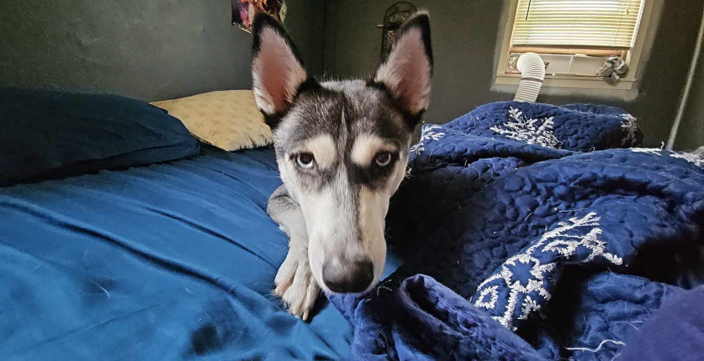 Sky, an adoptable Husky in Rockland, WI, 54653 | Photo Image 5