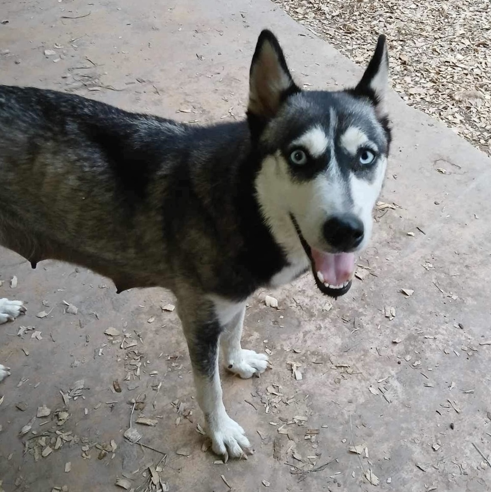 Sky, an adoptable Husky in Rockland, WI, 54653 | Photo Image 6