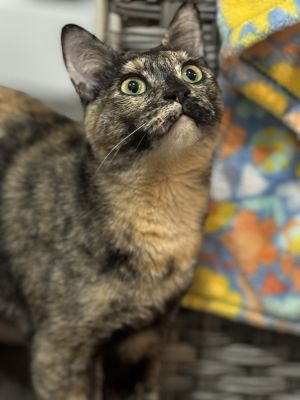 Nova Orchard, Young Female Domestic Short Hair
