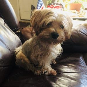 My name is Buddy and I am an 9 year old 8lb yorkie My mom got really sick and couldnt