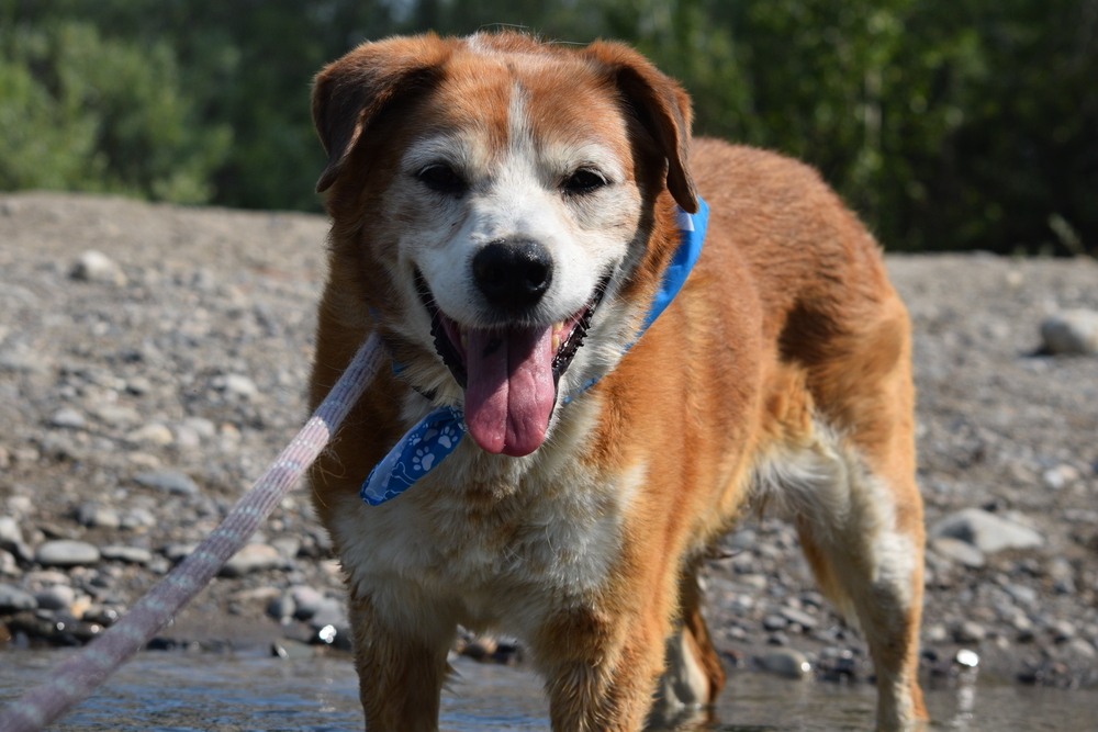 Marshall, an adoptable Cattle Dog, Border Collie in Salmon, ID, 83467 | Photo Image 2