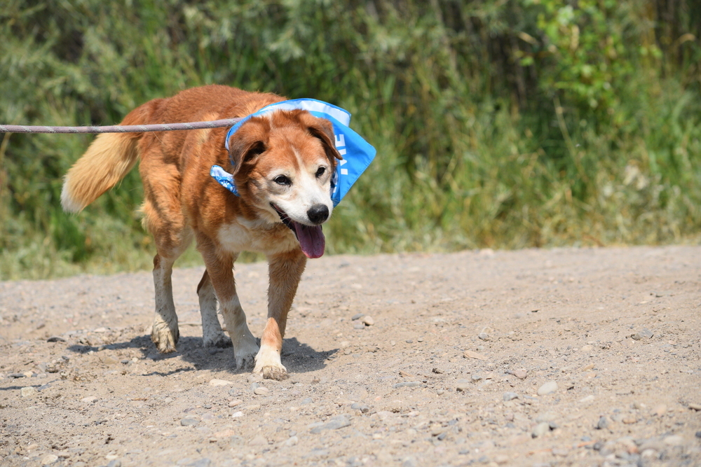 Marshall, an adoptable Cattle Dog, Border Collie in Salmon, ID, 83467 | Photo Image 3