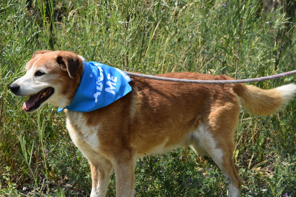 Marshall, an adoptable Cattle Dog, Border Collie in Salmon, ID, 83467 | Photo Image 5