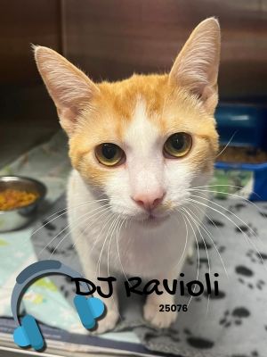 DJ Ravioli Domestic Short Hair Cat