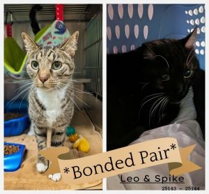BONDED PAIR Introducing Leo  Spike This sweet bonded pair have ended up at 