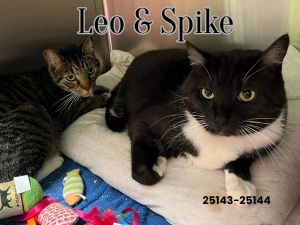 BONDED PAIR Introducing Leo  Spike This sweet bonded pair have ended up at the shelter due to s