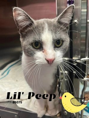 This handsome fella is ready to get down to the business of purrs and pets in a 