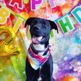 Dwight, an adoptable Doberman Pinscher, Cattle Dog in Effingham, IL, 62401 | Photo Image 1