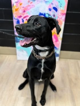 Dwight, an adoptable Doberman Pinscher, Cattle Dog in Effingham, IL, 62401 | Photo Image 2