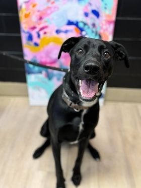 Dwight, an adoptable Doberman Pinscher, Cattle Dog in Effingham, IL, 62401 | Photo Image 3