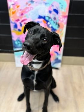 Dwight, an adoptable Doberman Pinscher, Cattle Dog in Effingham, IL, 62401 | Photo Image 4