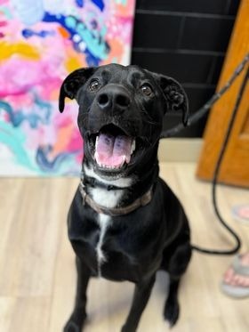 Dwight, an adoptable Doberman Pinscher, Cattle Dog in Effingham, IL, 62401 | Photo Image 5