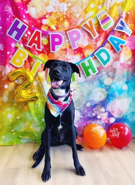 Dwight, an adoptable Doberman Pinscher, Cattle Dog in Effingham, IL, 62401 | Photo Image 6