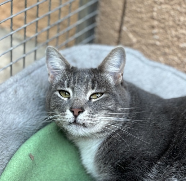 Cordova, an adoptable Domestic Short Hair in Fresno, CA, 93726 | Photo Image 3