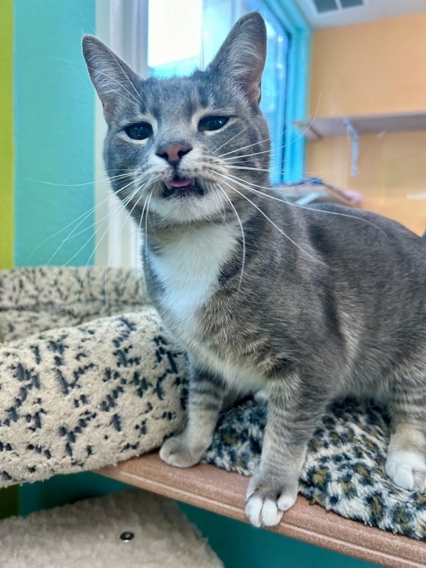 Cordova, an adoptable Domestic Short Hair in Fresno, CA, 93726 | Photo Image 5