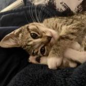 Sparrow Domestic Short Hair Cat