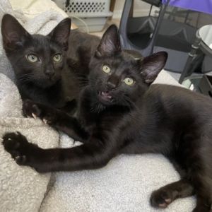 Sephora and Maxfield are sleek stylish and adorable They are looking for their forever home