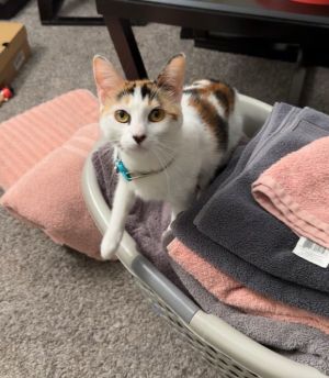 Hi My name is Sunny I am a 3 -year-old calico cat Currently I live with my dad in Bellflower